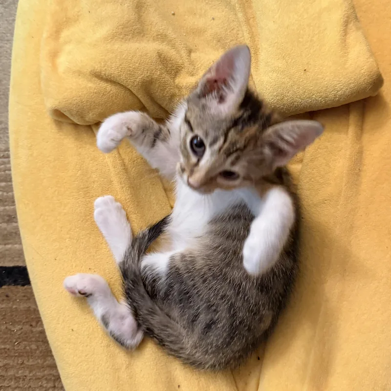 Balloon  Athens  thumbnail 4