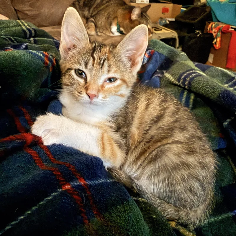 A baby medium-sized female Calico Domestic Short Hair cat named Balloon  Athens  for adoption in Greensboro, GA