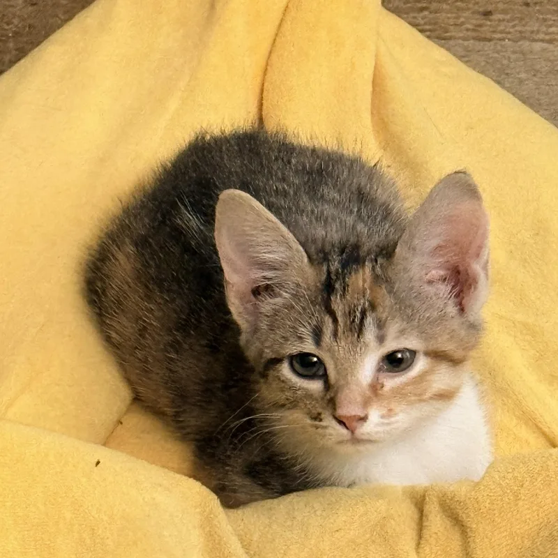 Balloon  Athens  thumbnail 5