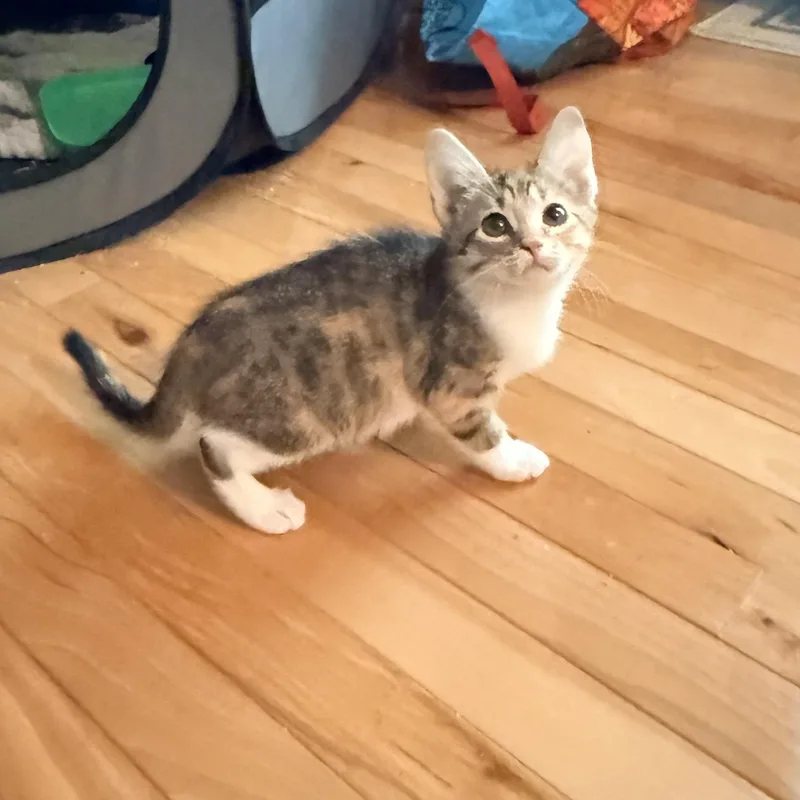 Balloon  Athens  thumbnail 6