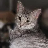 An adult medium-sized female Tabby (Gray / Blue / Silver) Domestic Short Hair cat named Adelaide for adoption in Portsmouth, OH