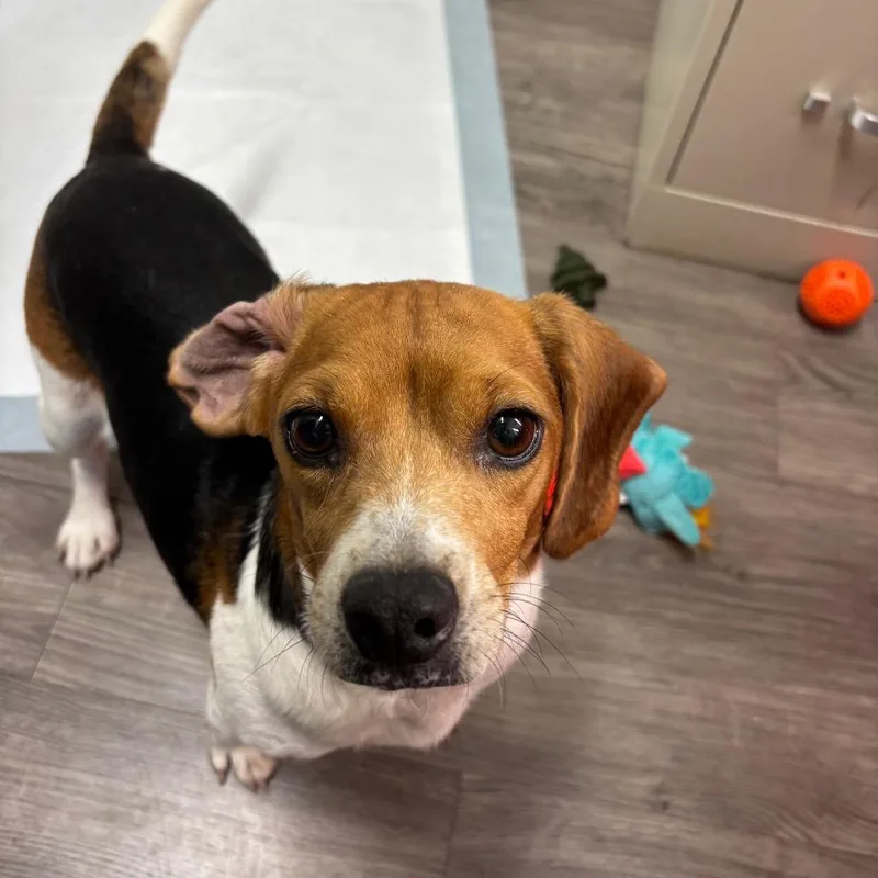 An adult small-sized female Brown / Chocolate Beagle dog named Bubbles for adoption in Fairfax Station, VA