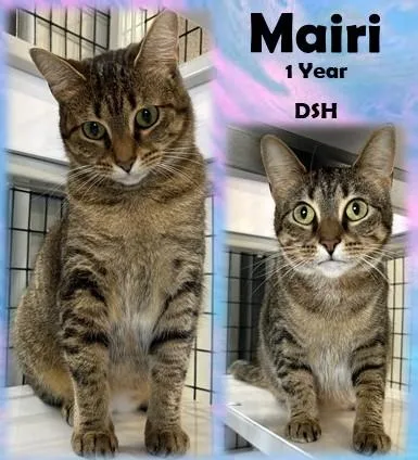 An adult medium-sized female Tabby (Brown / Chocolate) Domestic Short Hair cat named Mairi for adoption in Franklin, IN