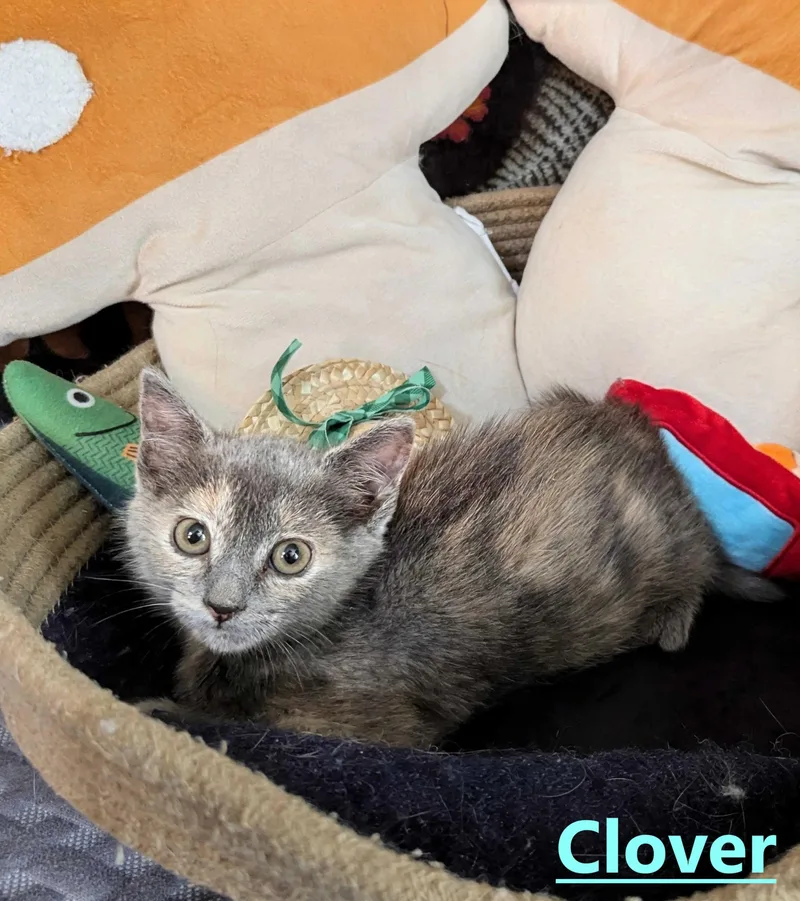 A baby small-sized female Dilute Tortoiseshell Domestic Short Hair cat named Clover for adoption in Seven Valleys, PA