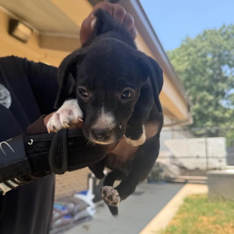 A baby small-sized female Black Mixed Breed dog named Parsley for adoption in Pine Bluff, AR
