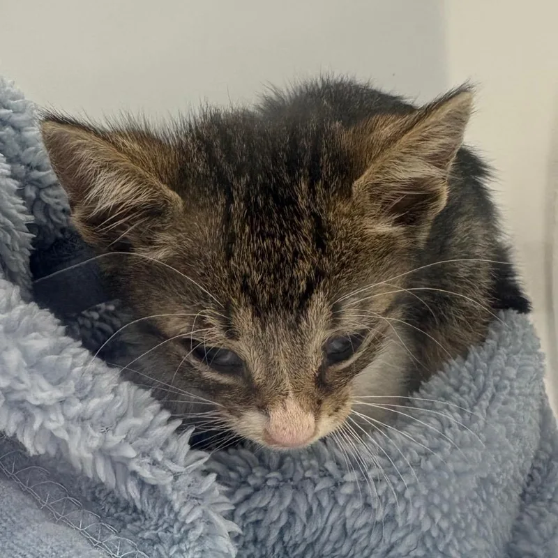 A baby small-sized male Gray / Blue / Silver Domestic Short Hair cat named StrayBuenaVistaRoad for adoption in Columbus, GA