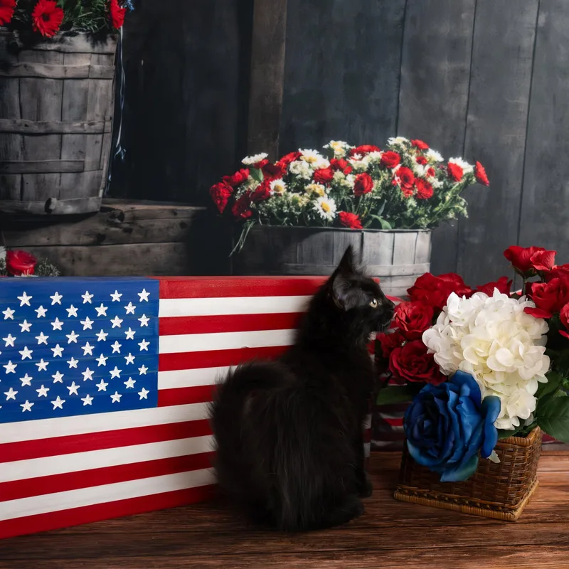 A baby small-sized female Black Domestic Long Hair cat named Leilani for adoption in Lapeer, MI