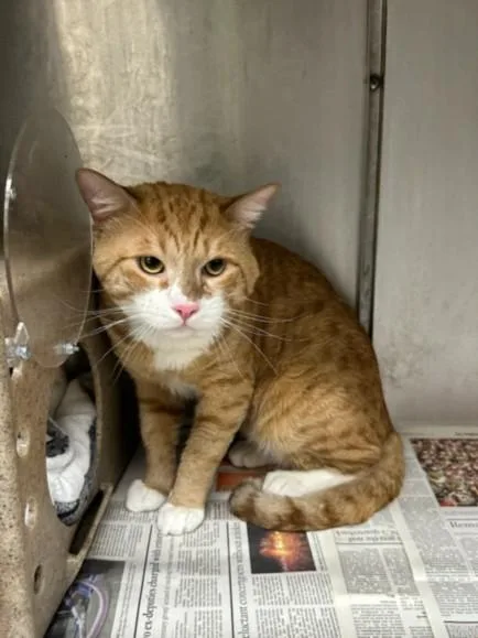 An adult medium-sized male Domestic Short Hair cat named Sky for adoption in Los Angeles, CA