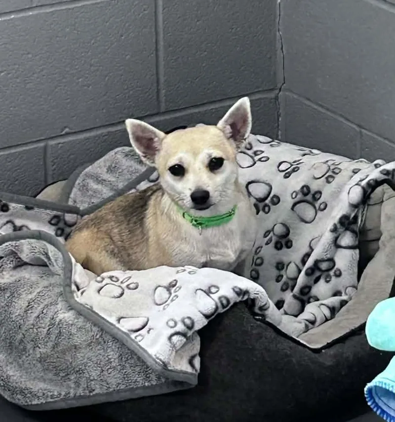A young small-sized female Chihuahua dog named Pumpkin for adoption in Cadiz, OH