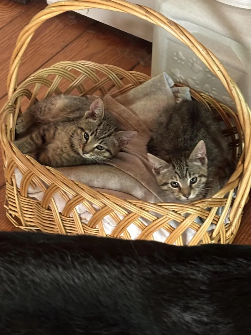 A baby medium-sized female Domestic Short Hair cat named Pixie And Dixie for adoption in Valparaiso, IN