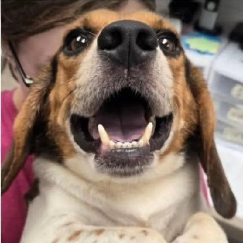 A senior medium-sized male Brown / Chocolate Beagle dog named Yogi for adoption in Alexandria, VA