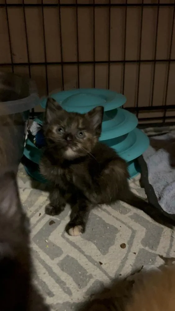 A baby small-sized female Tortoiseshell Domestic Short Hair cat named Reagan Ro. for adoption in Peoria, IL