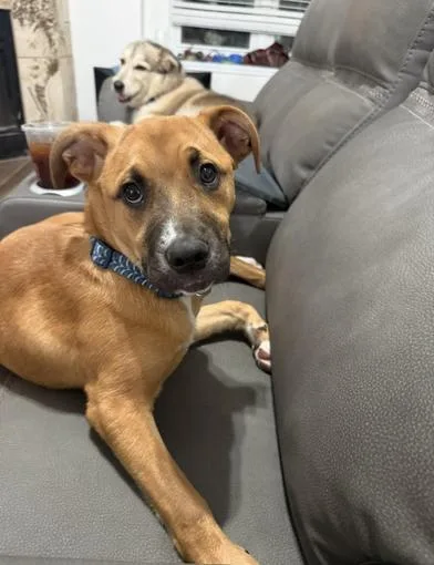 A baby medium-sized female Brown / Chocolate Boxer dog named Pumpkin for adoption in Liverpool, TX