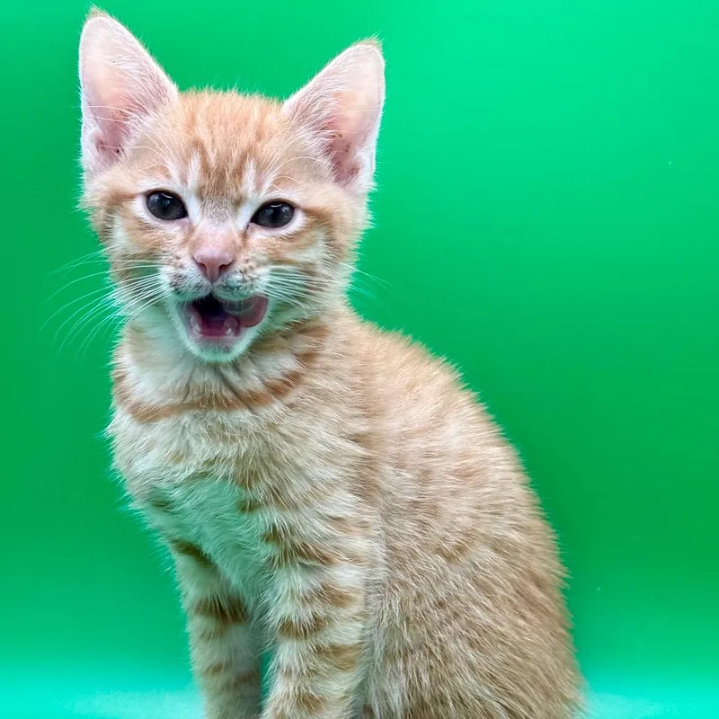 A baby small-sized male Orange / Red Domestic Short Hair cat named Kachow for adoption in Los Angeles, CA