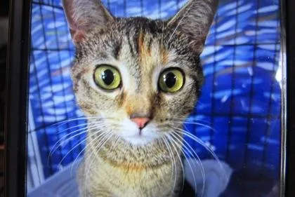 An adult medium-sized female Domestic Short Hair cat named Odessa for adoption in West Memphis, AR
