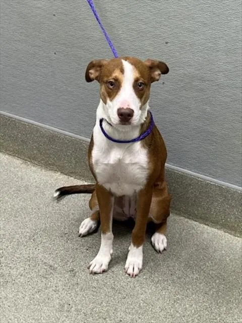 A young medium-sized female Pit Bull Terrier dog named Honey Dew for adoption in Las Vegas, NV