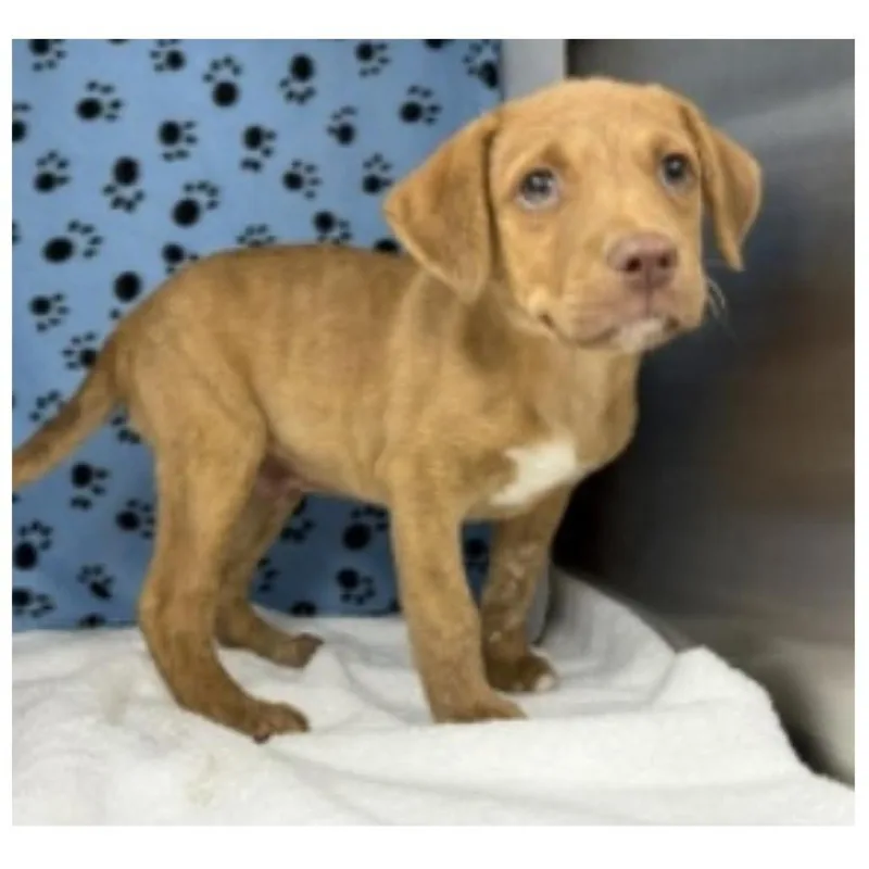 A baby small-sized male Yellow / Tan / Blond / Fawn Labrador Retriever dog named Baked Potato for adoption in Clearwater, FL