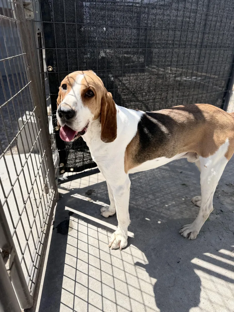 A young medium-sized male Tricolor (Brown, Black, & White) Treeing Walker Coonhound dog named Luke for adoption in Dillon, MT