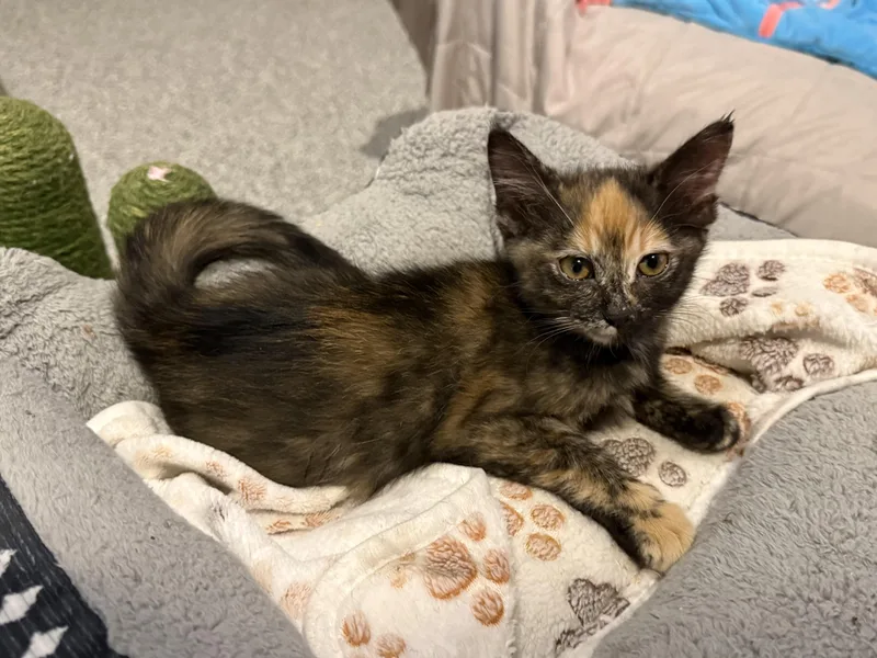 A baby medium-sized female Domestic Short Hair cat named Patricia for adoption in Austin, TX
