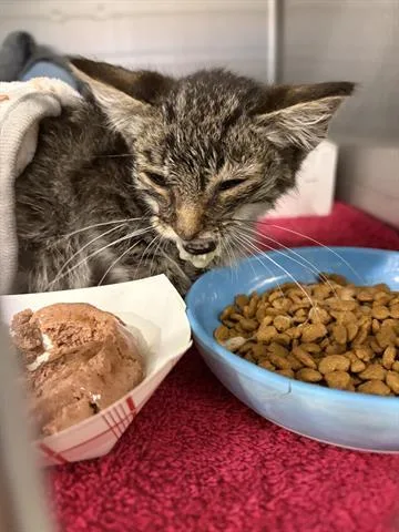 A baby small-sized male Domestic Short Hair cat named Andres Brender for adoption in San Martin, CA