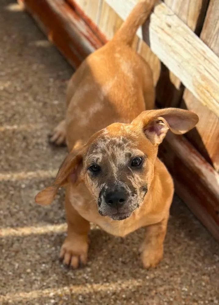 A baby small-sized male Dachshund dog named Rusty for adoption in Norfolk, MA