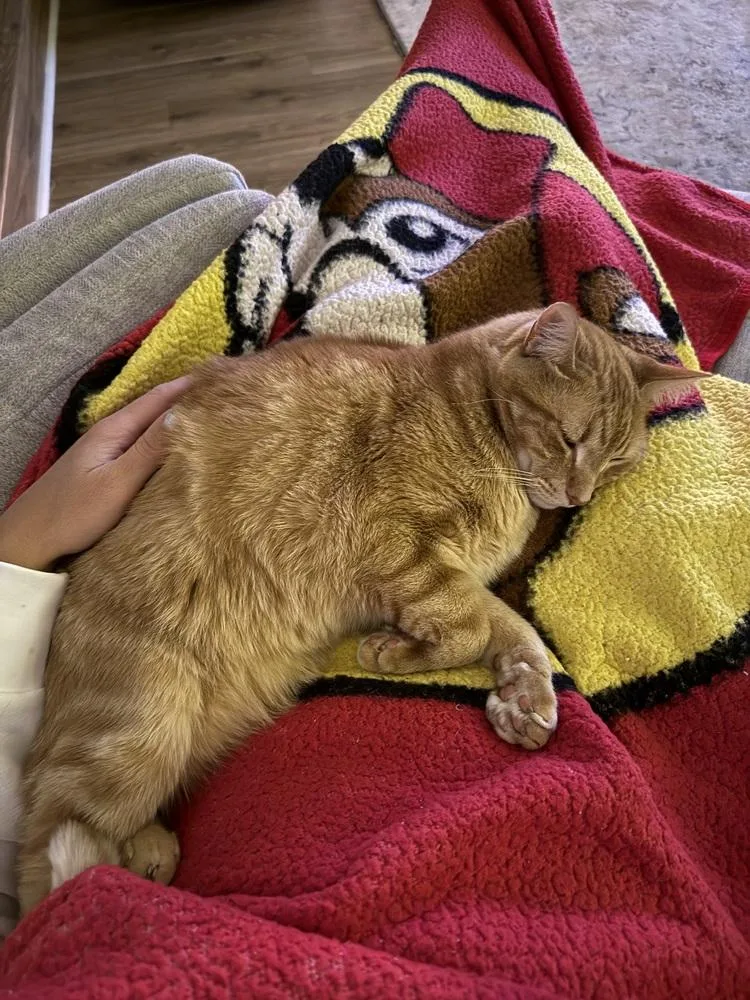 An adult large-sized male Domestic Short Hair cat named Rosie for adoption in Ferndale, MI