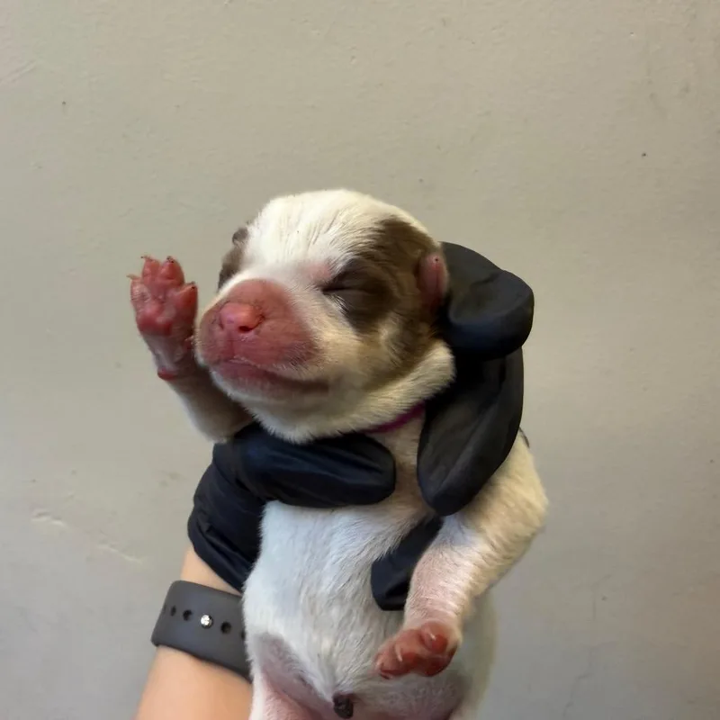 Pink collar