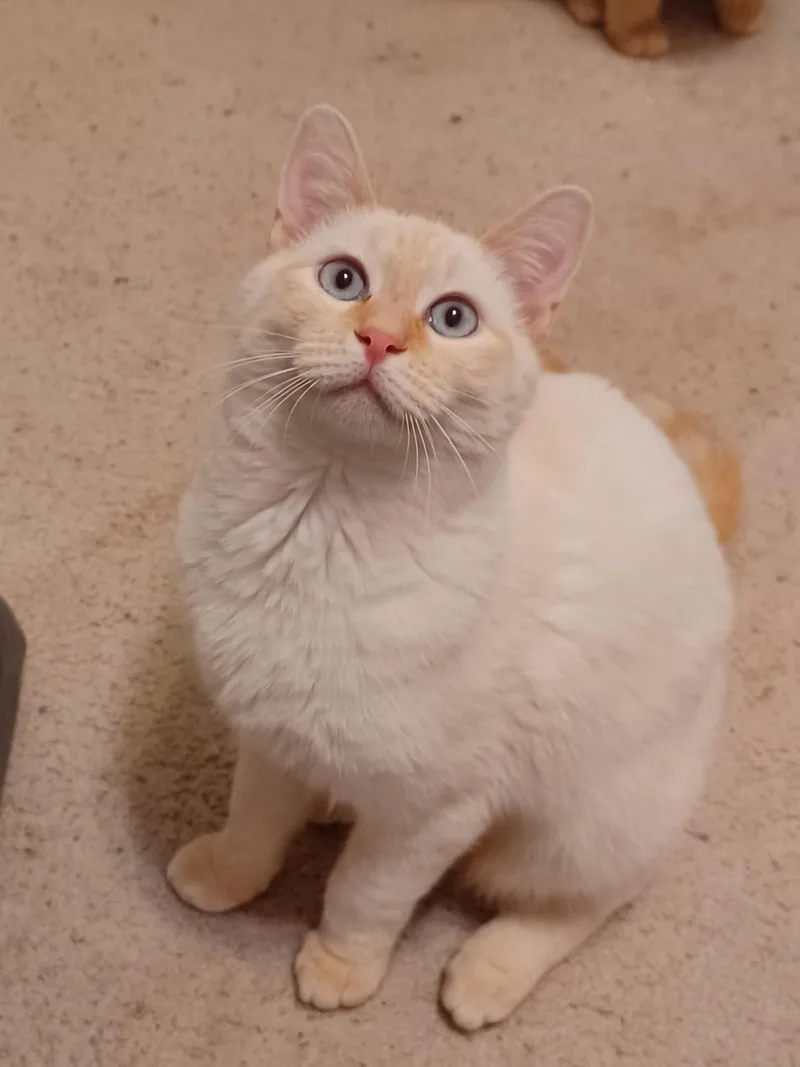 A baby medium-sized male White Siamese cat named Opie for adoption in Tuscaloosa, AL
