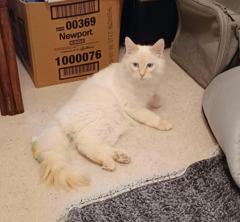 Opie thumbnail 2