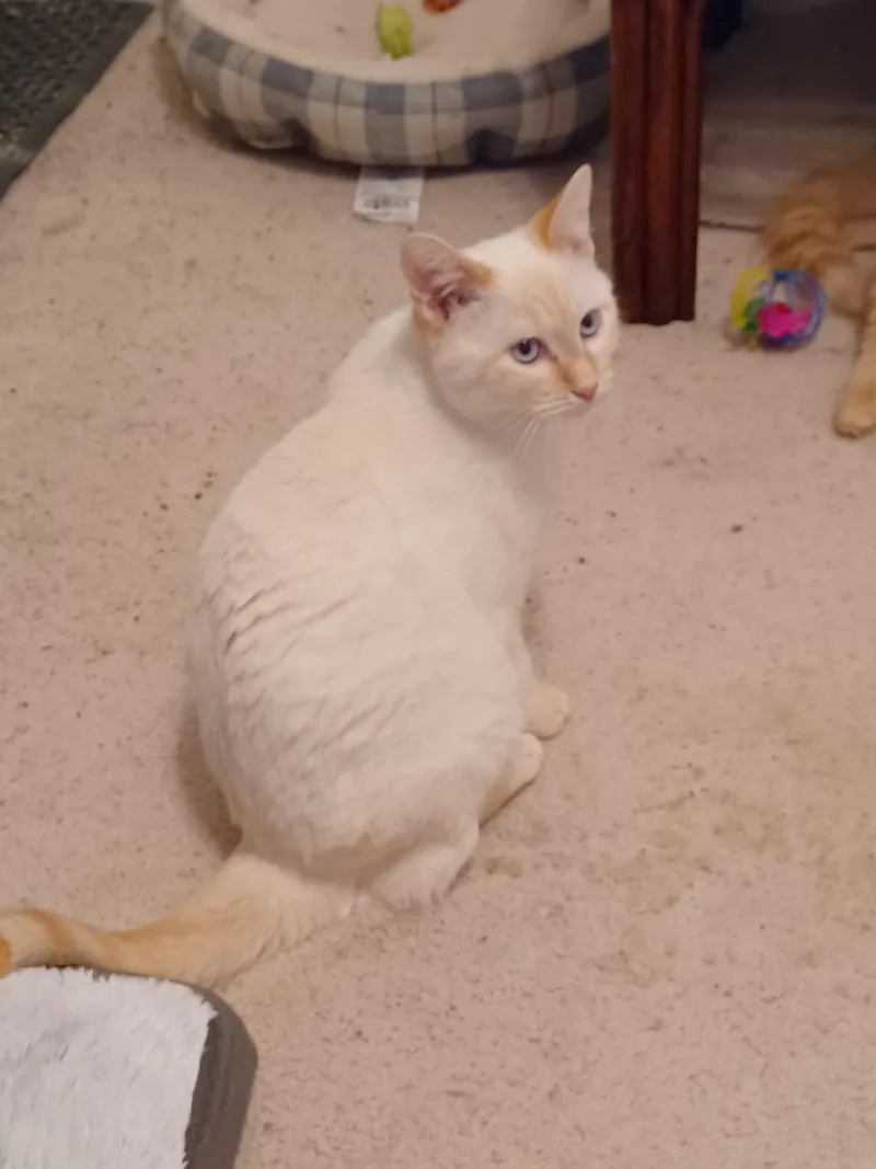Opie thumbnail 3