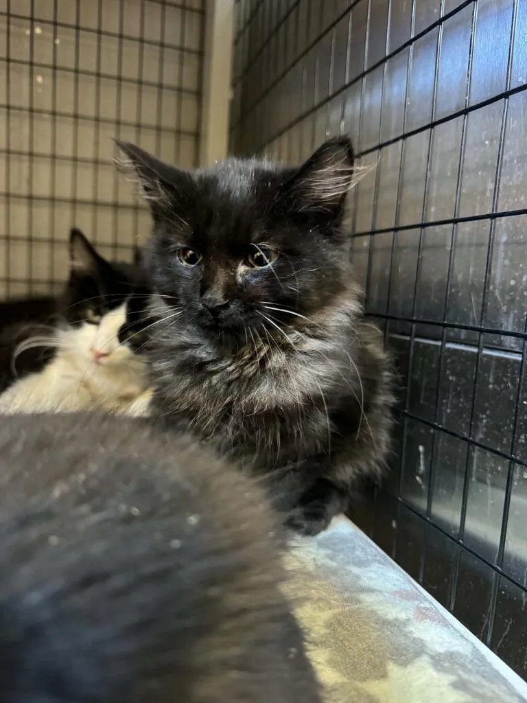 A baby small-sized male Domestic Medium Hair cat named Jiji for adoption in Boone, IA