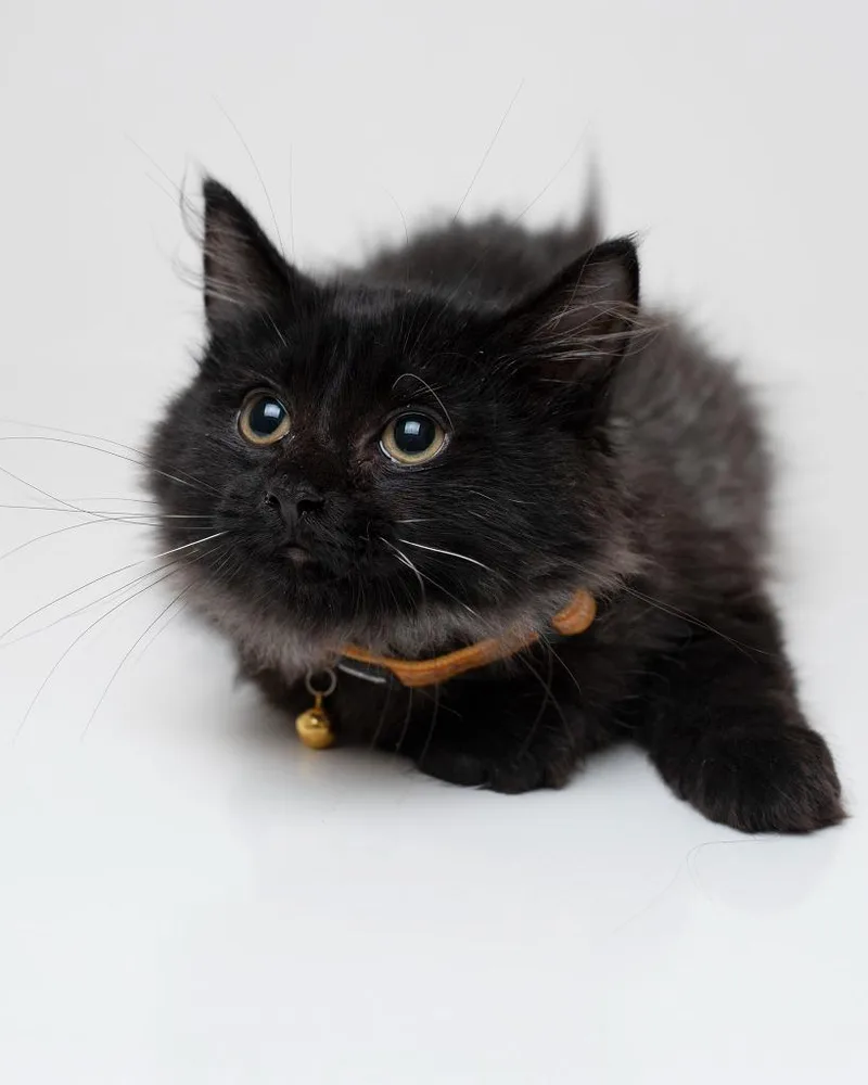 Jiji thumbnail 2