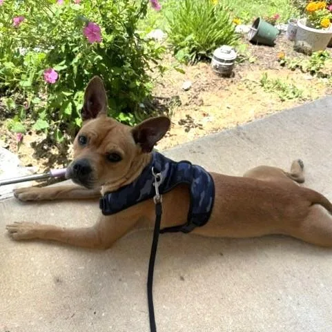 An adult medium-sized female Terrier dog named Lala for adoption in San Antonio, TX