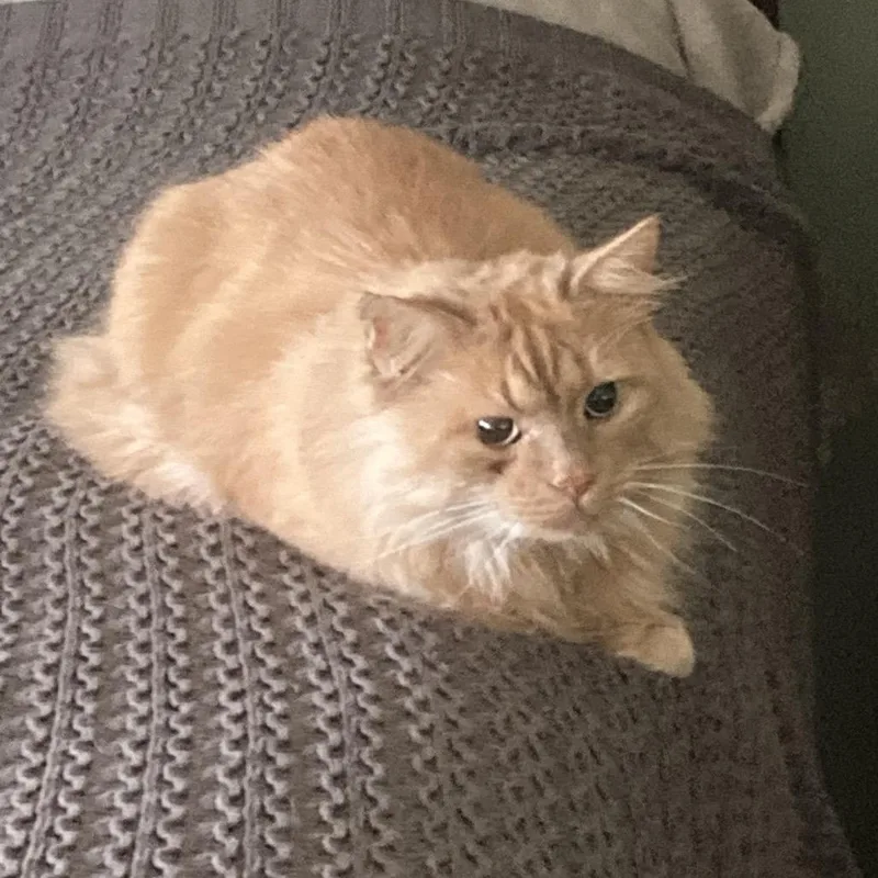 An adult medium-sized male Orange / Red Domestic Long Hair cat named Bilyash Ukraine for adoption in Fairfax Station, VA