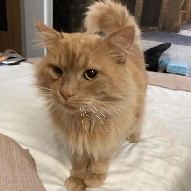 Bilyash  Ukraine thumbnail 2