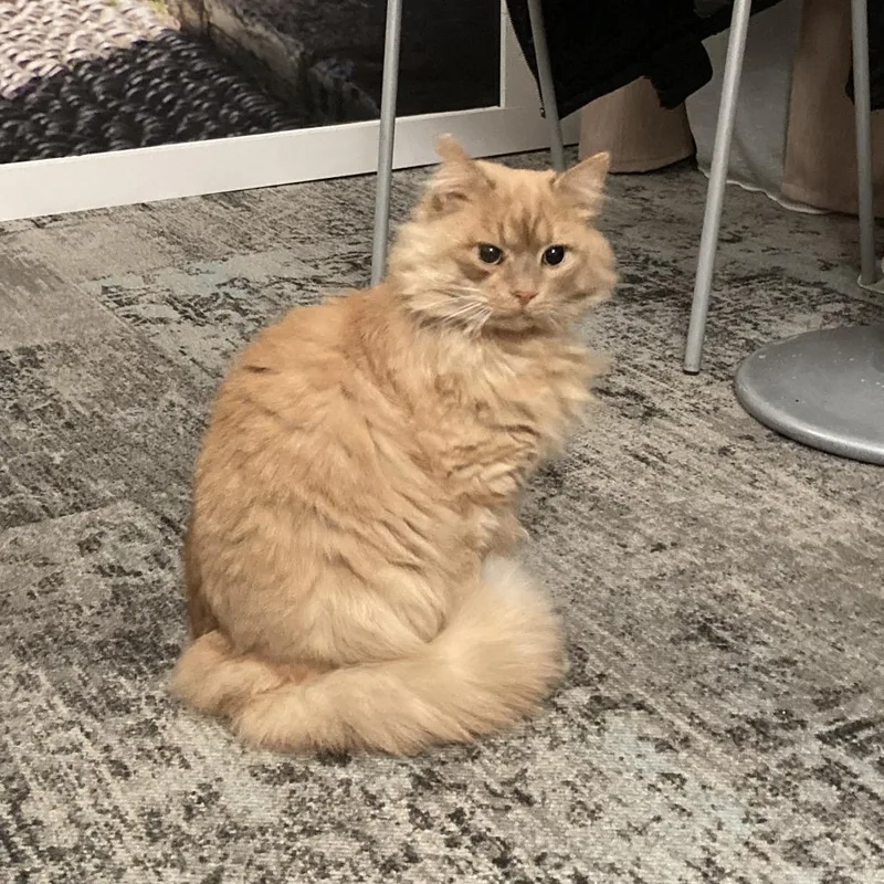 Bilyash  Ukraine thumbnail 3