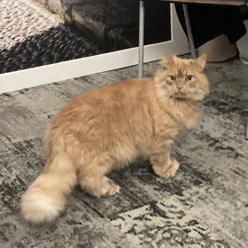 Bilyash  Ukraine thumbnail 5