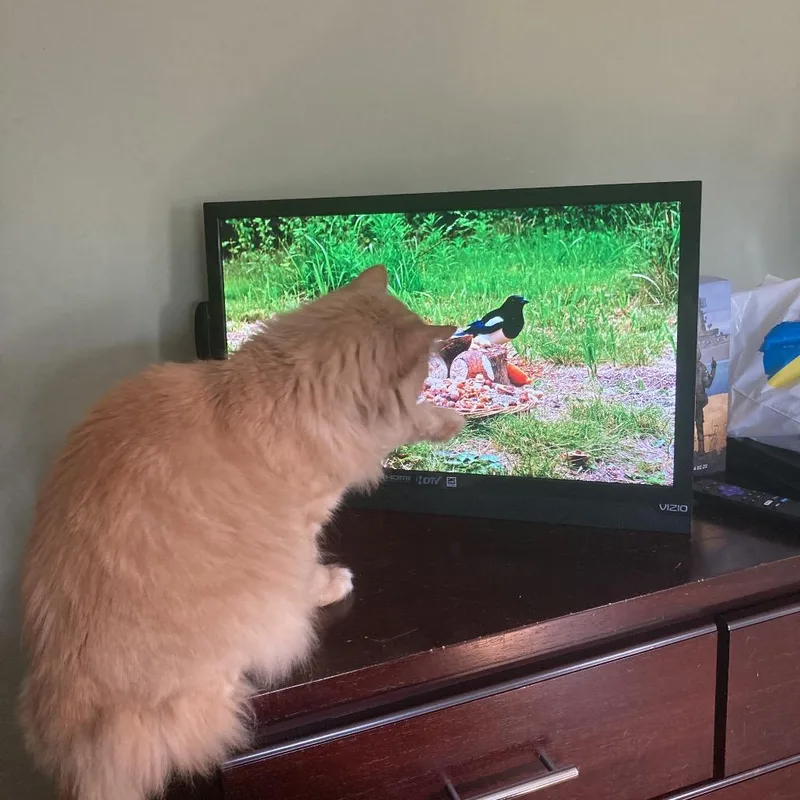 Bilyash  Ukraine thumbnail 6