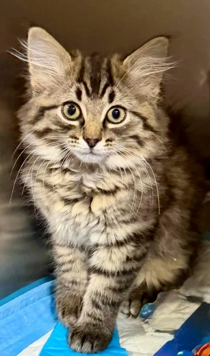 A baby small-sized female Tabby (Buff / Tan / Fawn) Domestic Medium Hair cat named Sage for adoption in Dysart, IA