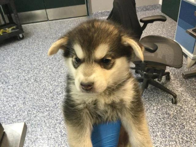 A baby small-sized female Siberian Husky dog named Mercury for adoption in Thousand Palms, CA