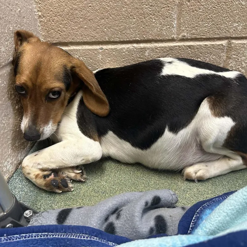 An adult small-sized female Brown / Chocolate Beagle dog named Dahlia for adoption in Fairfax Station, VA