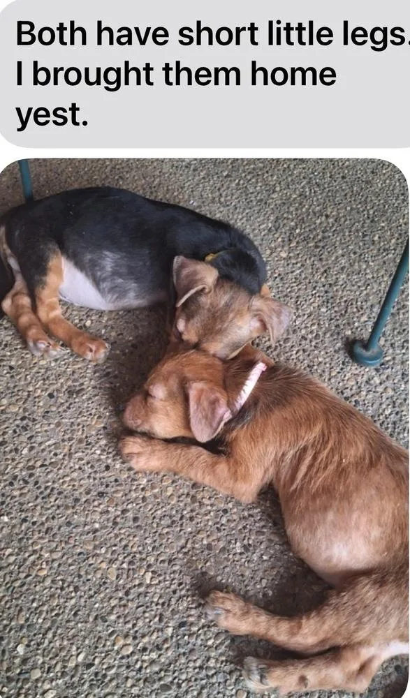 A baby small-sized female Terrier dog named Maggie for adoption in Columbus, OH