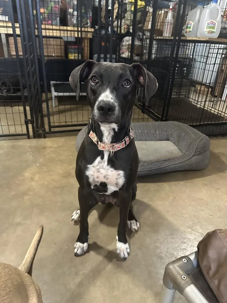 Clementine thumbnail 4