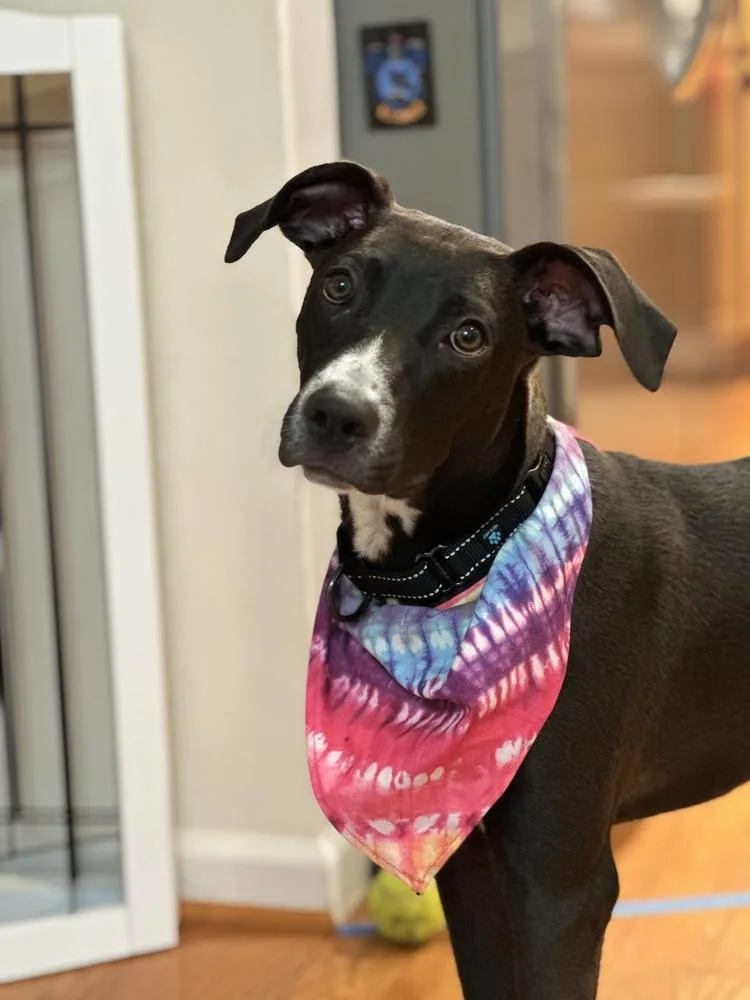 Clementine thumbnail 6