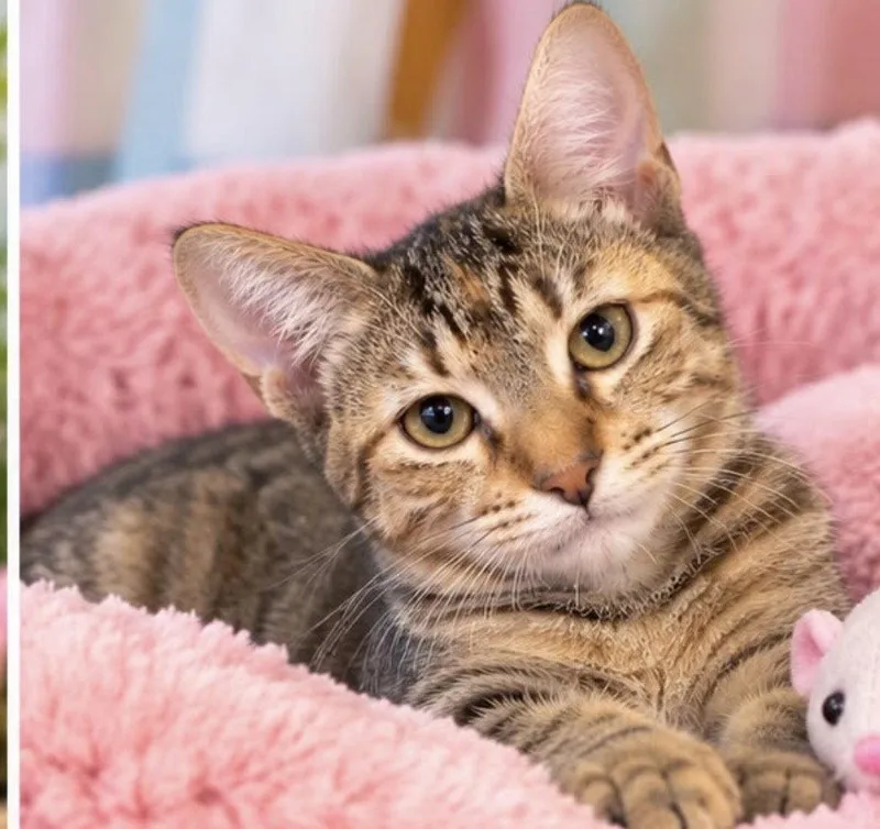 A baby medium-sized female Domestic Short Hair cat named Alice for adoption in Margate, FL