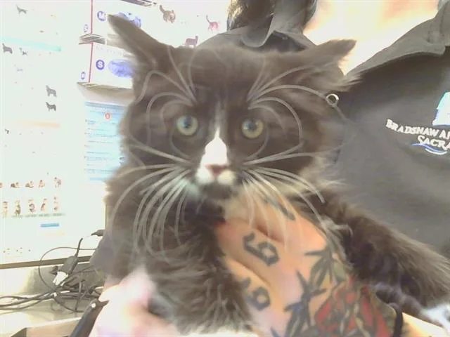 A baby small-sized female Domestic Medium Hair cat named Natasha for adoption in Sacramento, CA