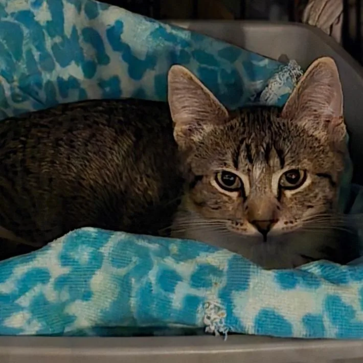 A baby small-sized male Brown / Chocolate Domestic Short Hair cat named Brook for adoption in Grantsville, UT