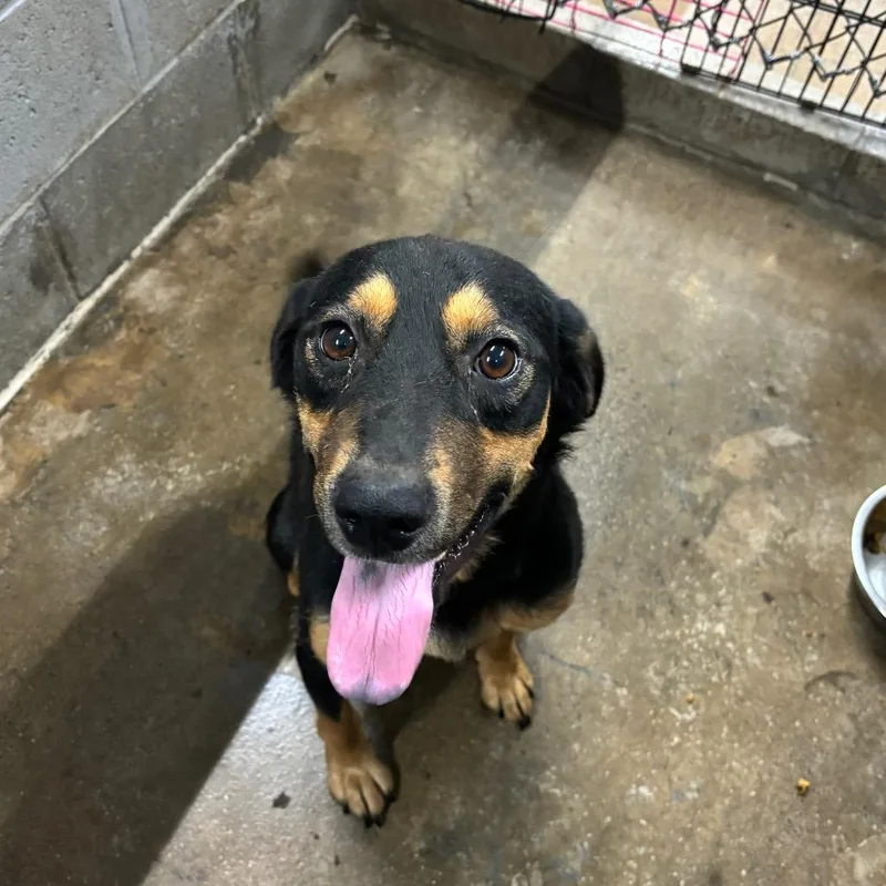 A young small-sized male Black Mixed Breed dog named BarkTwain for adoption in Corbin, KY
