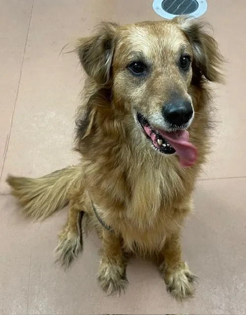 Kona