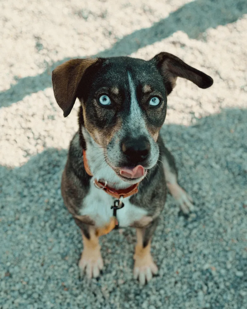 A young medium-sized female Australian Cattle Dog / Blue Heeler dog named Aster for adoption in Cincinnati, OH